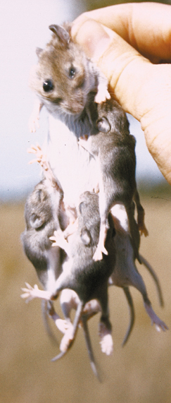 031m-mouse-hanging