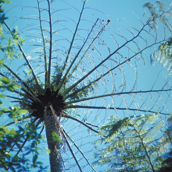 036B-NZferntree-dead