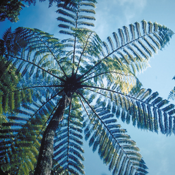 036x-NZferntree-b