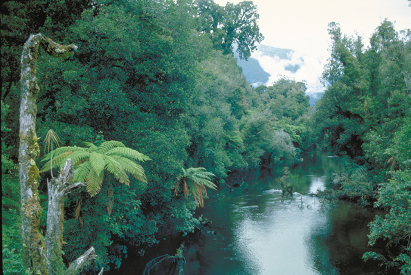 037-NZstream-no-possum