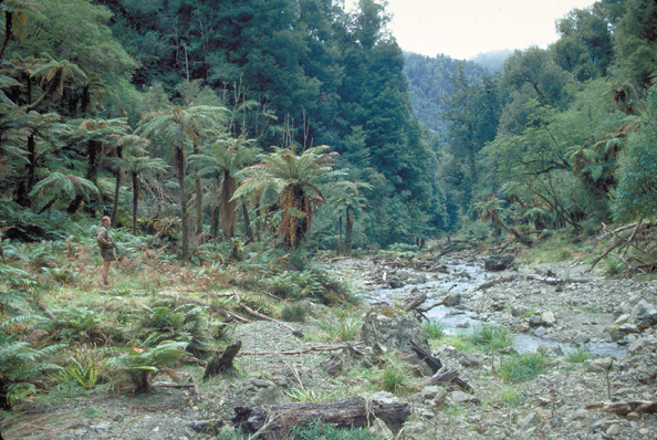 038-NZstream+possum