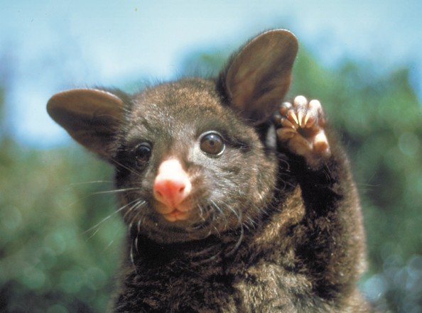 040-NZpossum