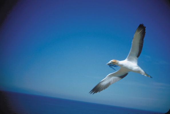 042-gannet
