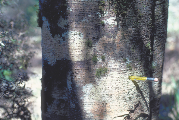 049B-NZtree-hollow