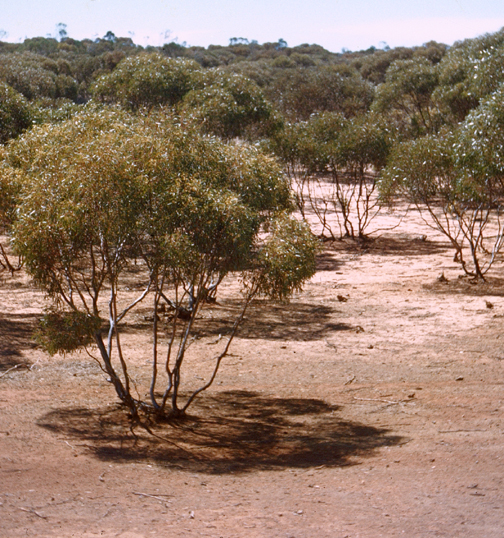075-Aus-bare-ground