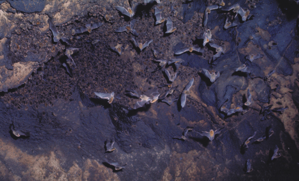 091-Mex-batroost-01
