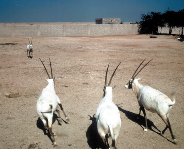 098-Q-oryx