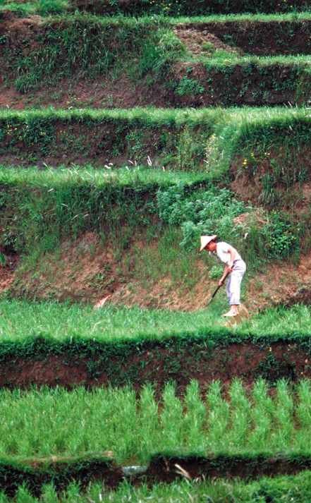 102-Taiwan-rice-terraces