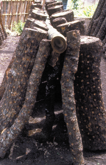 106A-Tai-mushroomlogs