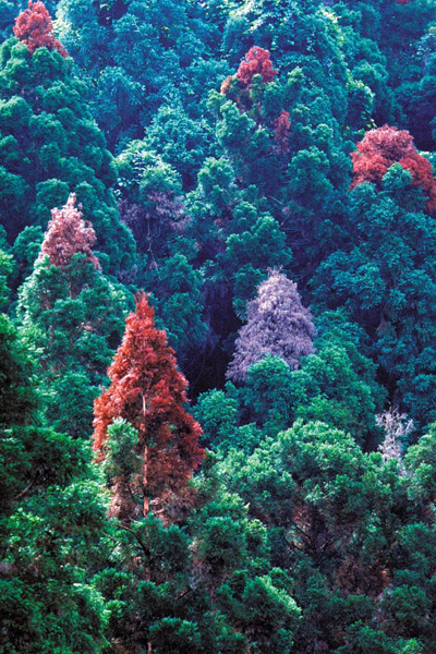 110B-Taiwan-dead-treetops