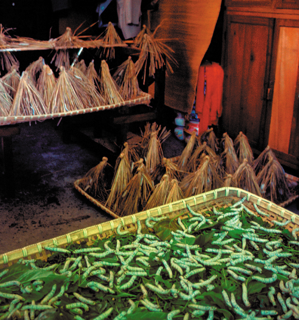 131A-silkcocoons