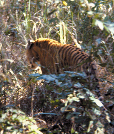 155-Ind-tiger