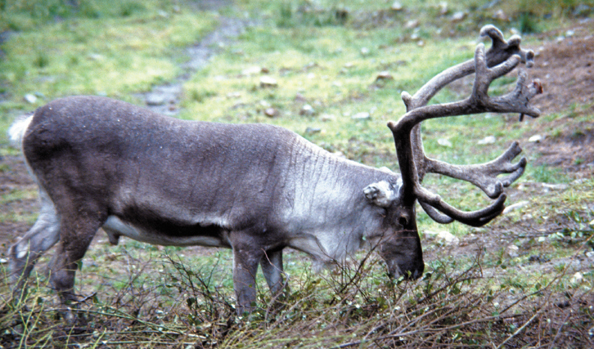 158-Fin-reindeer