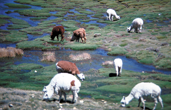 162a-Peru-alpaca