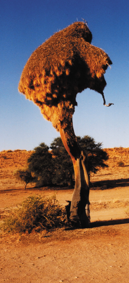 172B-SA-weaver-tree