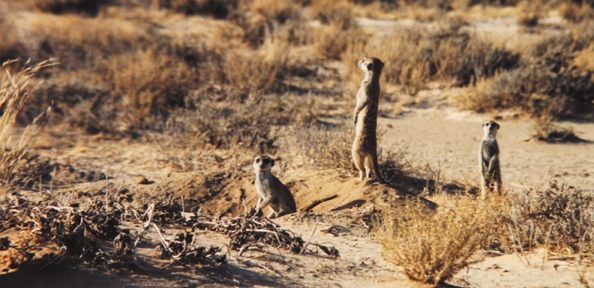 173-SA-meerkats1