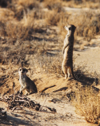 173-SA-meerkats2
