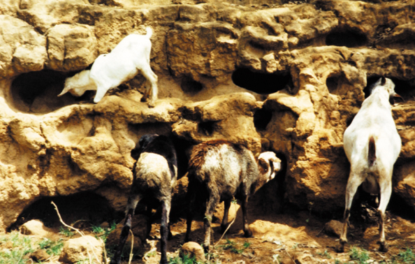 186-Kenya-goat-caves