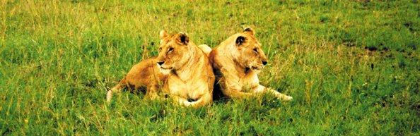 187A-Afr-2lions