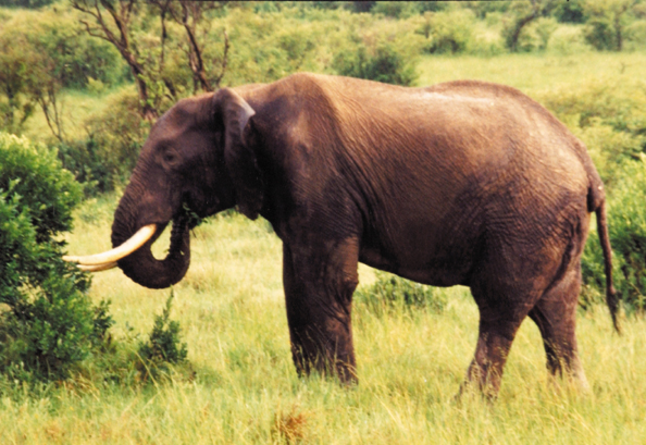 192-Tanz-elephant-Crater.