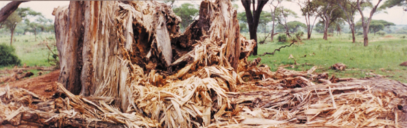 193B-TarangireNP-damage2
