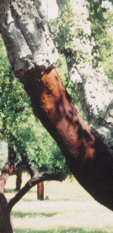 195A-Portugal-corktree1