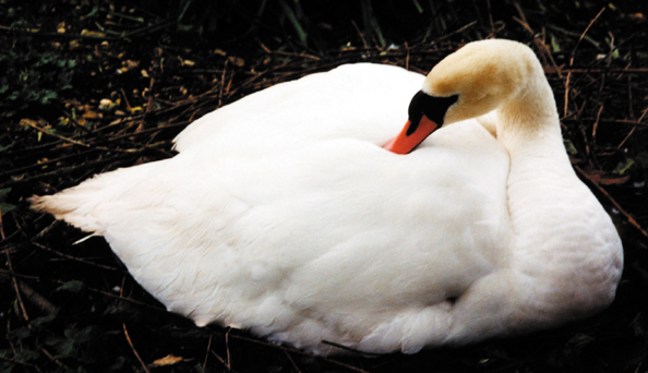 199-Eng-swan
