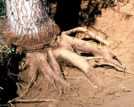 203-gopher-roots