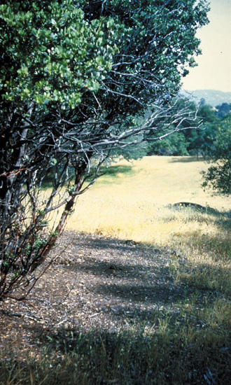 211-firebush1