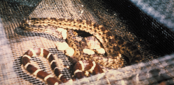 216-snakes