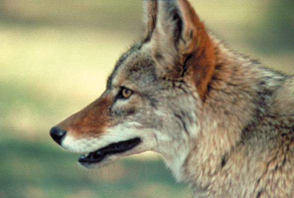 231-coyote+cnt