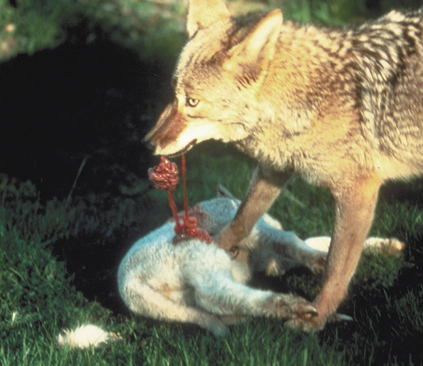 232-coyote-feeds