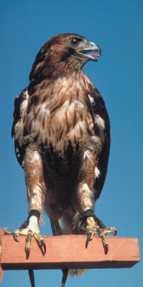 235-redtail-perch