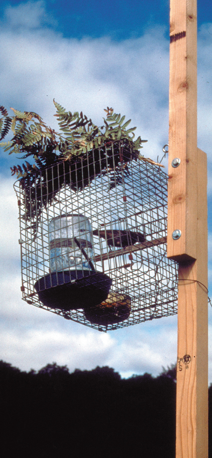 236-hawk-bait