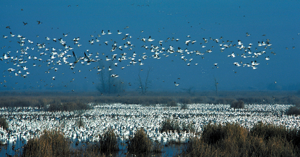 x05-Snowgeese.