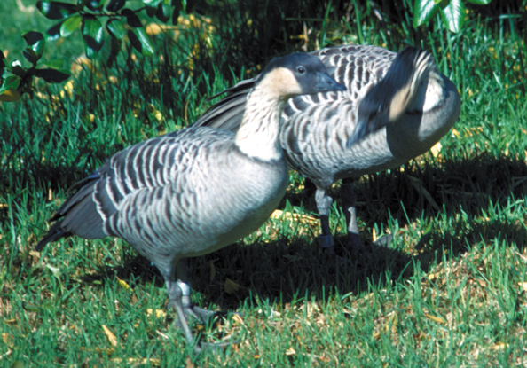 x06-Nene-geese