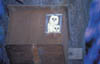 021-owls.