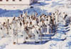 023-ski-87th.