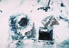 031a-mouse-family1.