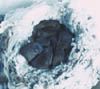 031b-mouse-family2.