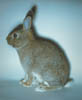 035-NZrabbit.
