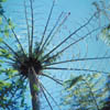 036B-NZferntree-dead.