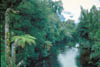 037-NZstream-no-possum.