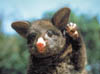 040-NZpossum.