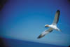 042-gannet.