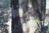 049B-NZtree-hollow.