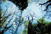 053-NZtree-replacement.