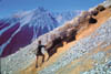 061-NZrabbithabit3.