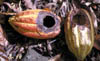 069-WSamoa-rat-cocoa.