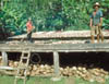 071B-Tahiti-coconut-dry.